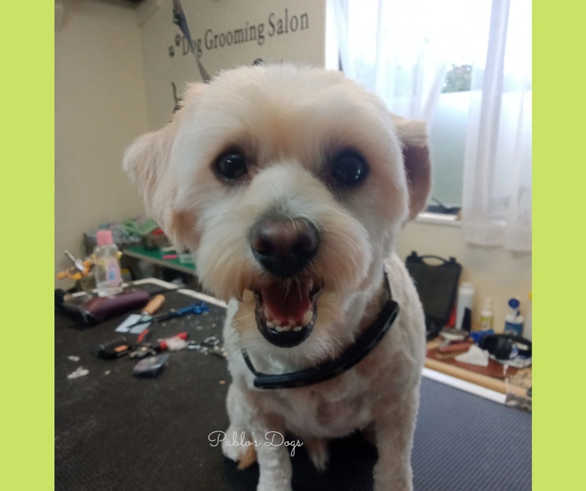 Pablo s Dogs Dog grooming training